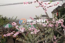 龍泉故里桃園，樹脂瓦添色彩